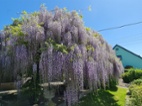 VISTÁRIE