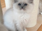 Ragdoll koťátka