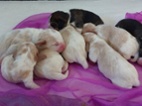 Bígl beagle štěňátko
