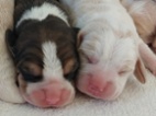 Bígl beagle štěňátko