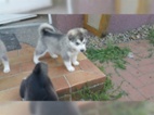 Sibiřský husky - štěňátka
