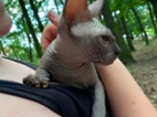 SPHYNX koťátko bez PP