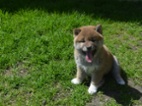 Shiba inu s pp