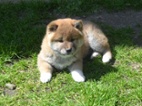 Shiba inu s pp