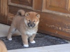 Shiba inu s pp