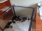 Prodám štěňata border kolie bez PP