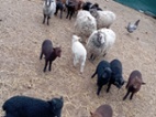 Ouessantská miniovce jehňata 2026