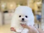 Německý špic trpasličí (Pomeranian)