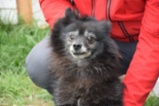 Německý špic