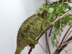 Chameleoni z Keni