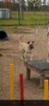 Belgický ovčák – Malinois