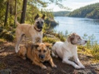 Belgický ovčák – Malinois