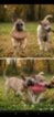 Belgický ovčák – Malinois