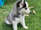 Sibiřský husky štěňata s pp