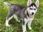 Sibiřský husky štěňata s pp
