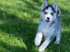 Sibiřský husky štěňata s pp