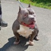 Americký pitbulteriér