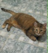 Kočka domácí