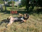 Bígl