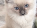 Ragdoll kočičky