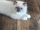 Ragdoll kočičky