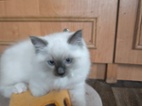 Ragdoll kočičky