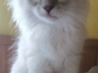 Ragdoll kočičky