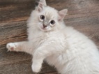 Ragdoll kočičky