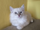 Ragdoll kočičky