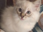 Ragdoll kočičky