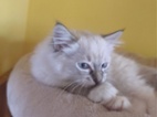 Ragdoll kočičky