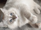 Ragdoll kočičky