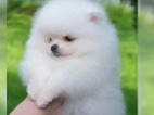 Německý špic trpasličí (Pomeranian)