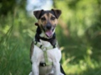 Jack Russell teriér
