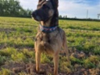 Belgický ovčák – Malinois