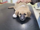Kříženec NO a labrador