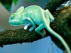 Chameleon jemenský - Chameleo calyptratu