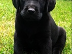 Labrador, pěkná černá štěňátka