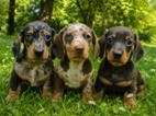 Jezevčík hladkosrstý trpasličí/králičí
