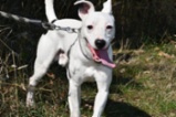 Jack Russell teriér