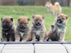 Shiba s FCI PP