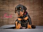 Dobrman, štěňata bez PP