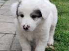 Bordel kolie