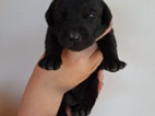 Labrador štěňátka 
