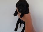 Labrador štěňátka 