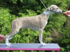 Vipet / whippet pejsek s PP
