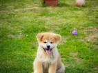 Štěňata Akita Inu