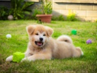 Štěňata Akita Inu