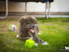Štěňata Akita Inu