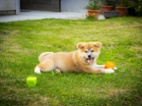 Štěňata Akita Inu
